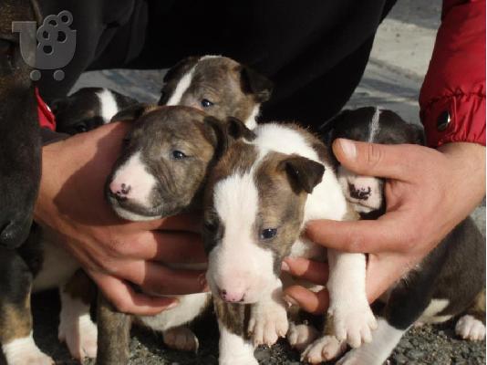 BULL TERRIER